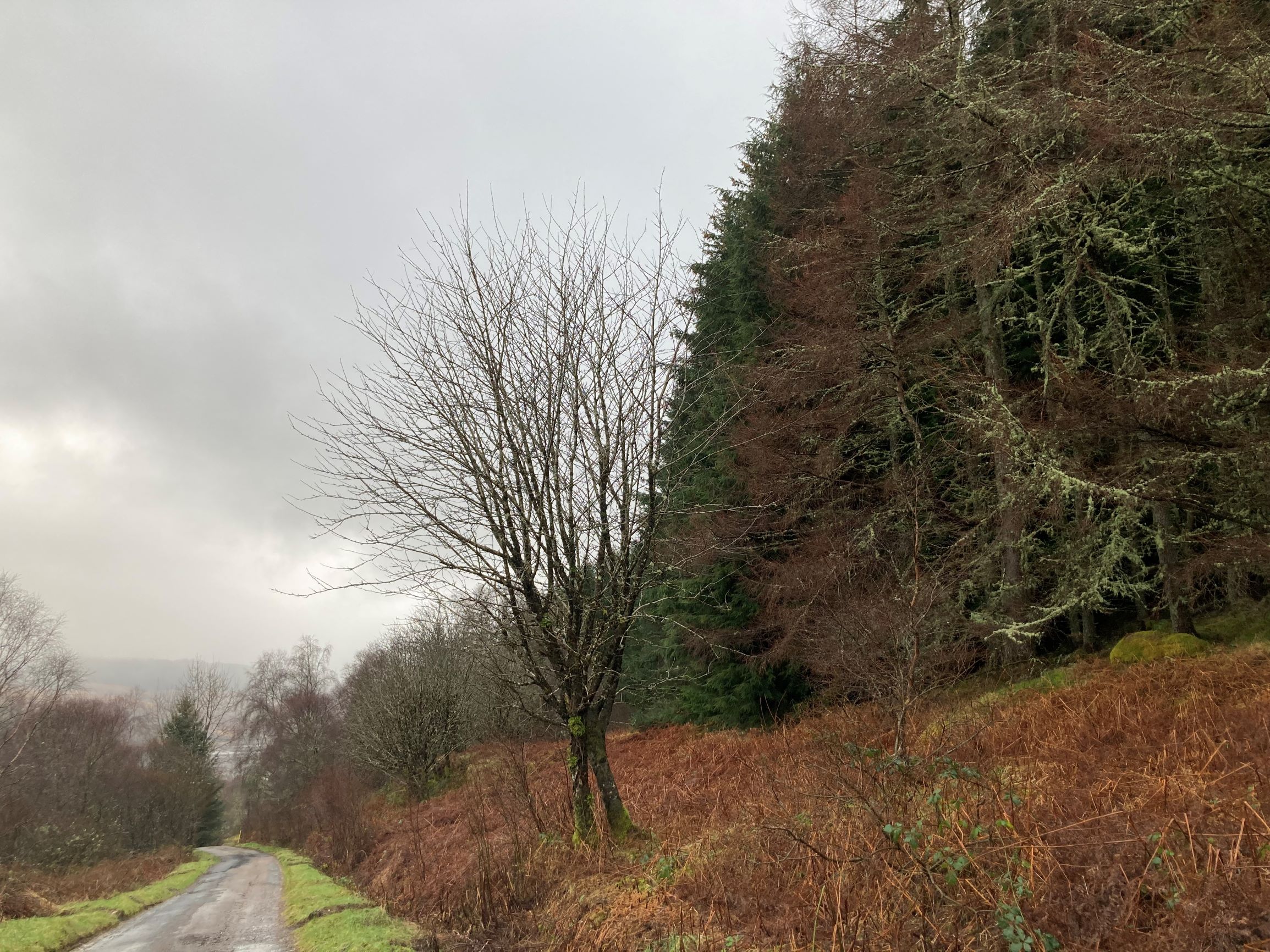 Small road beside tall trees