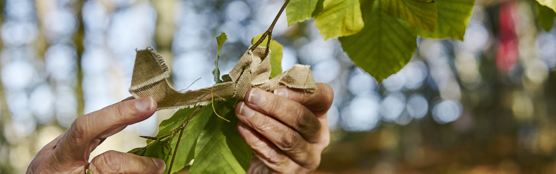 Drooping conifer branch