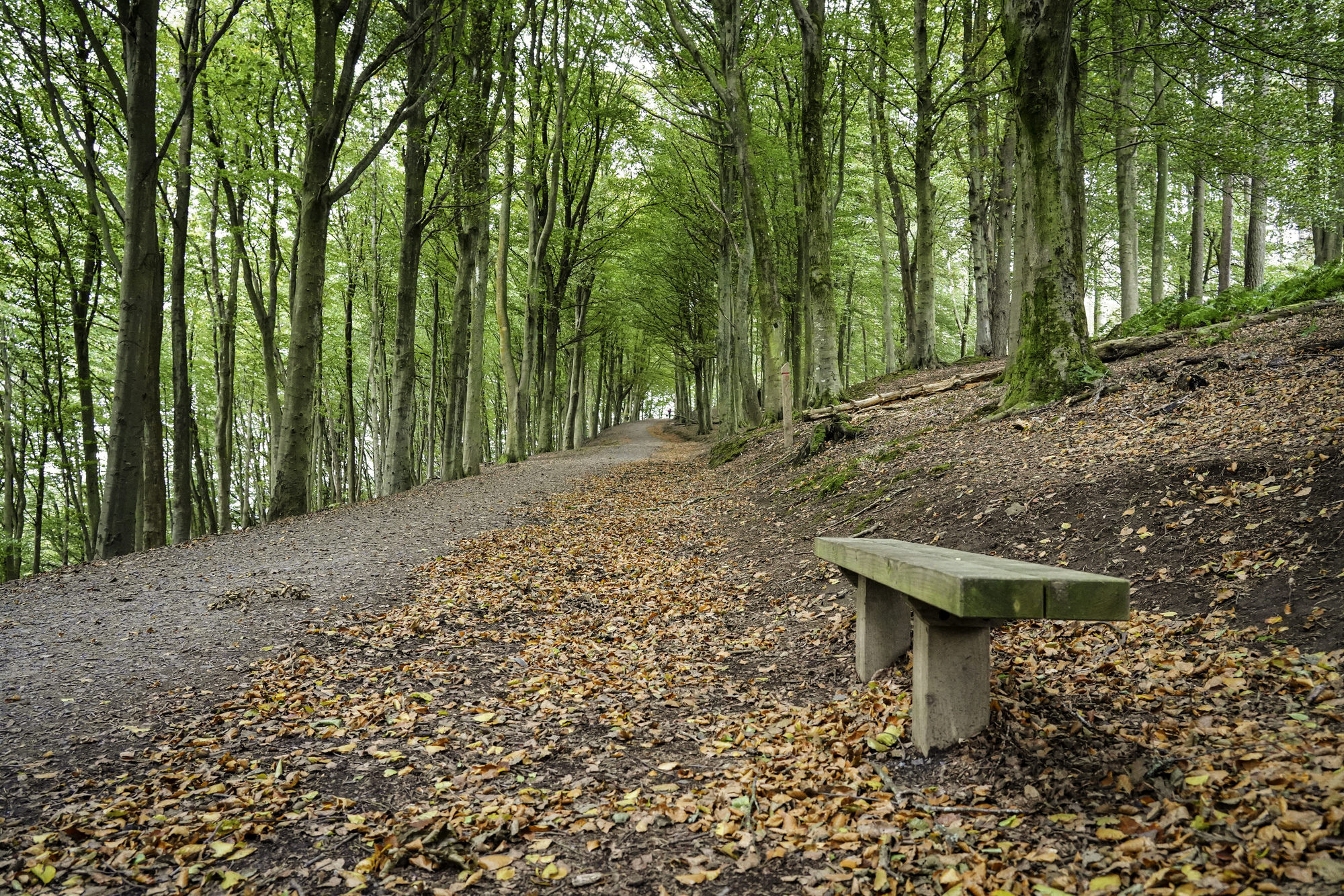 A leaf littered path in trees