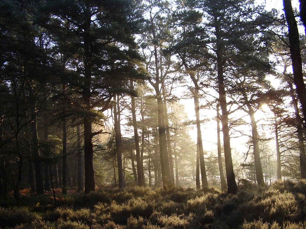 Backlit trees with sun beams going through.