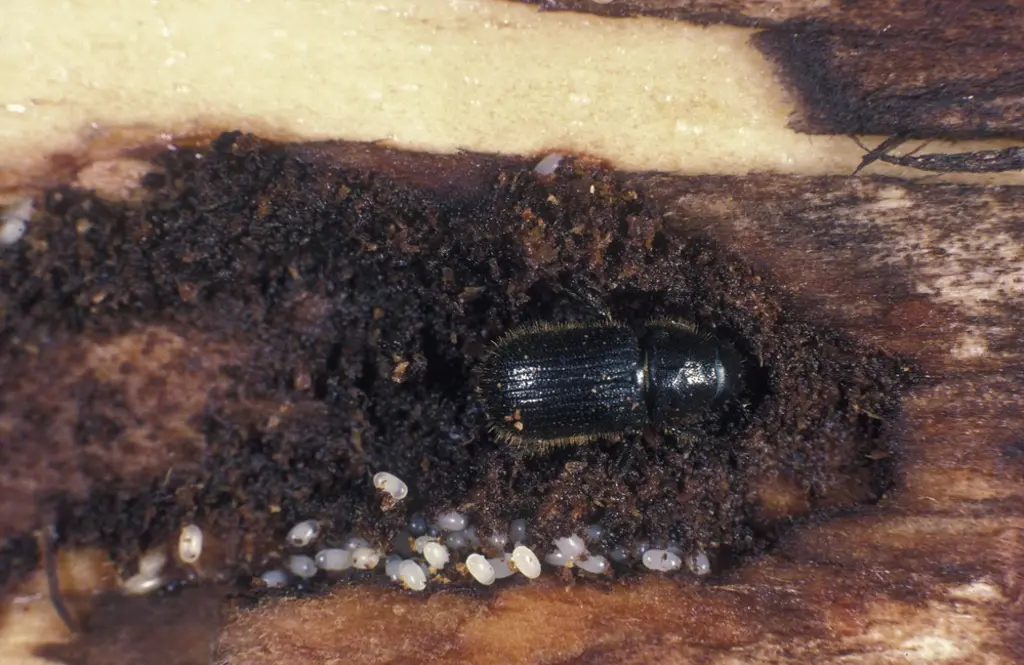 a black beetle burrowing in wood