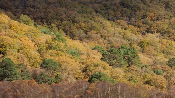 Oaks, Pine and Birch