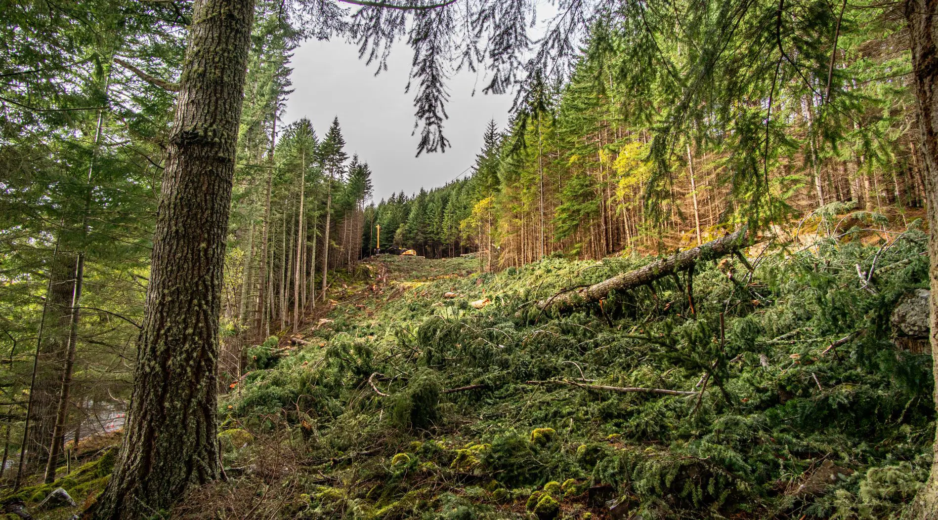 A harvesting site with brash and a downed tree with forestry equipment on the hillside