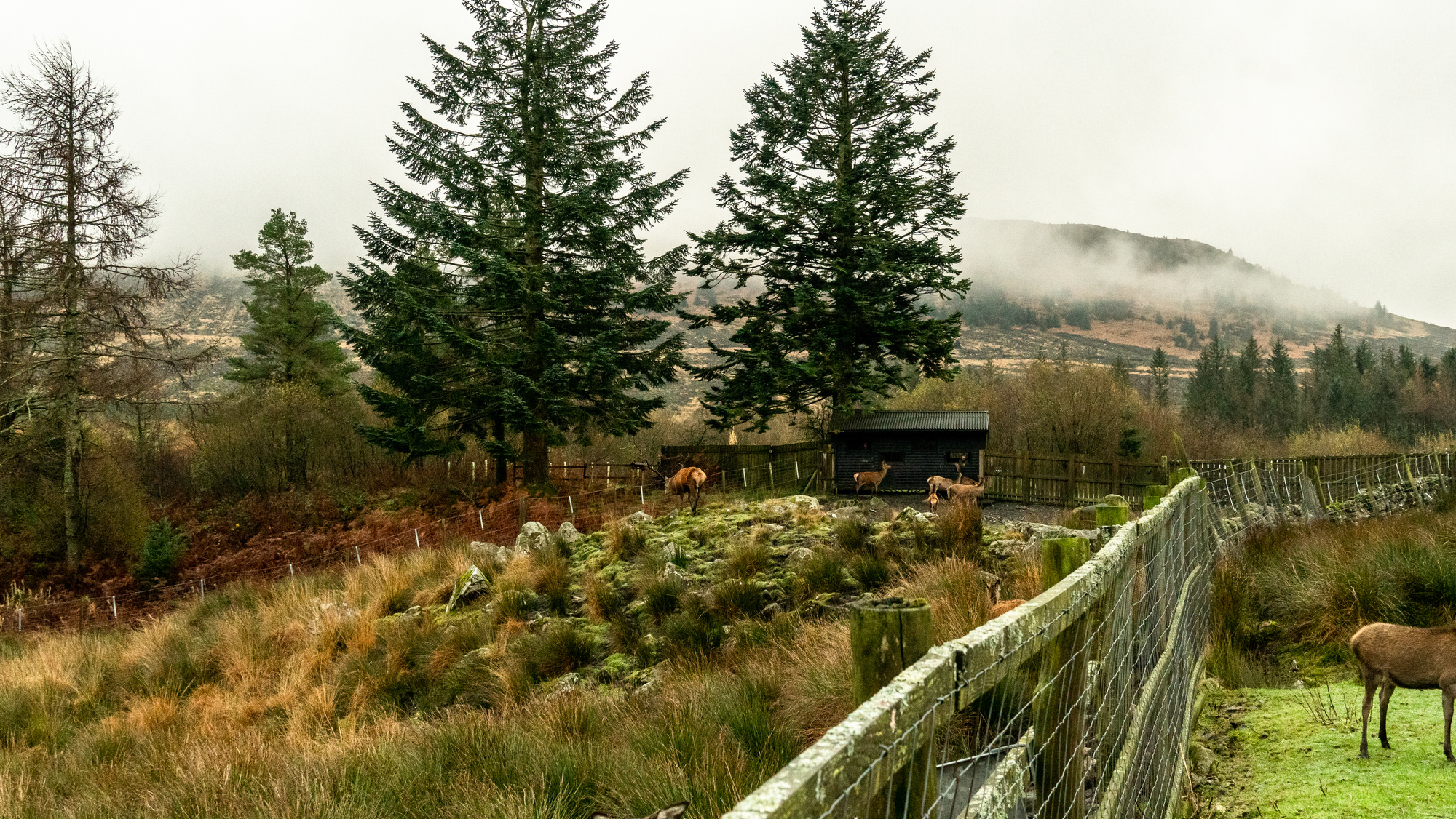 A wildlife hide with fencing and deer 