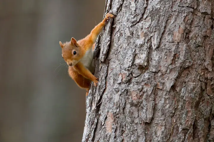 Red squirrel (Copyright: Pete Cairns/2020Vision) Red squirrel on a tree trunk