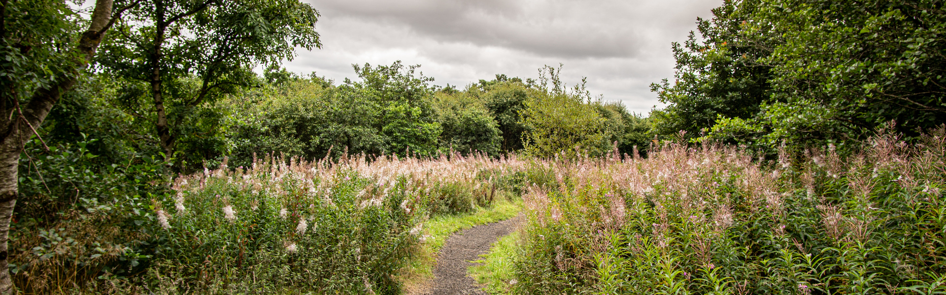 Close up of tree bark