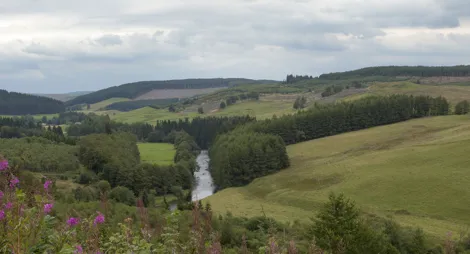 Drooping conifer branch