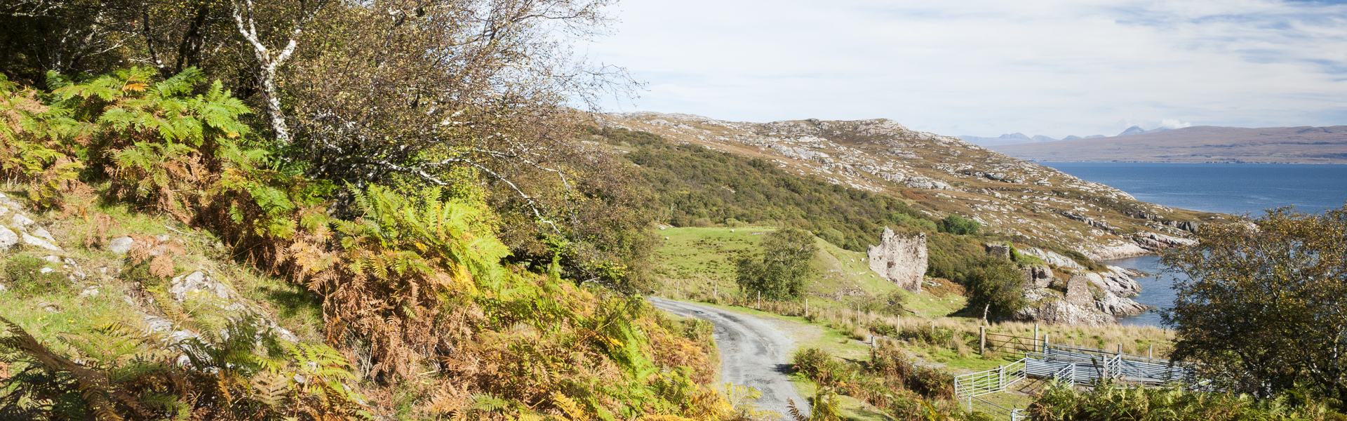 Drooping conifer branch