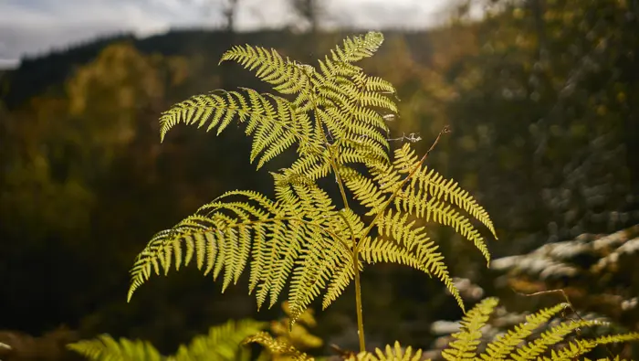 Back lit bracken. 