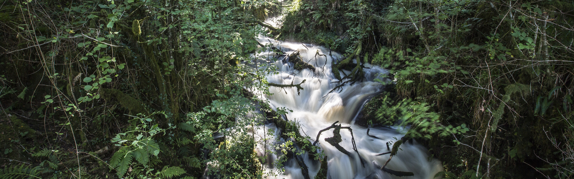 Close up of tree bark