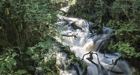 Drooping conifer branch