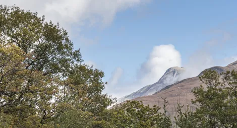 Drooping conifer branch