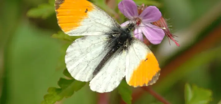 Orange Tip (Anthocharis cardamines) butterfly 