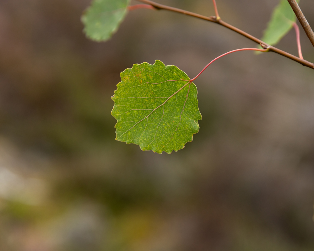Aspen leaf.