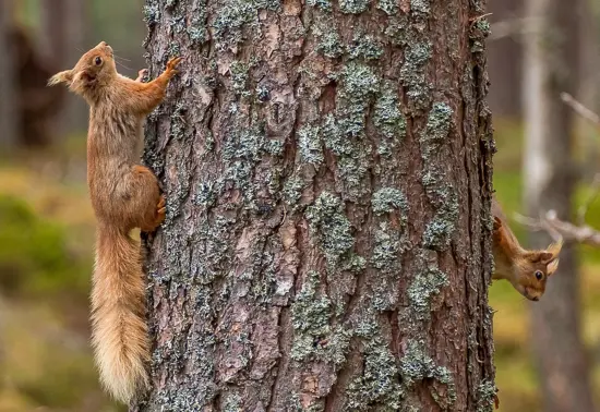 Two red squirrels on a tree.