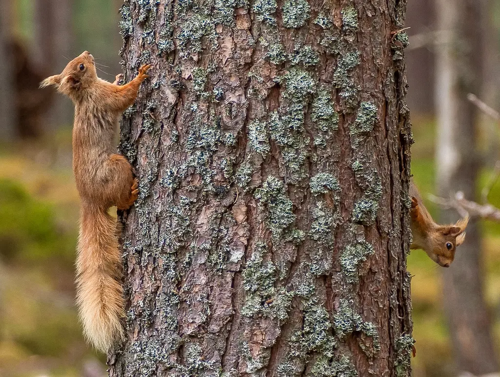 Two red squirrels on a tree.