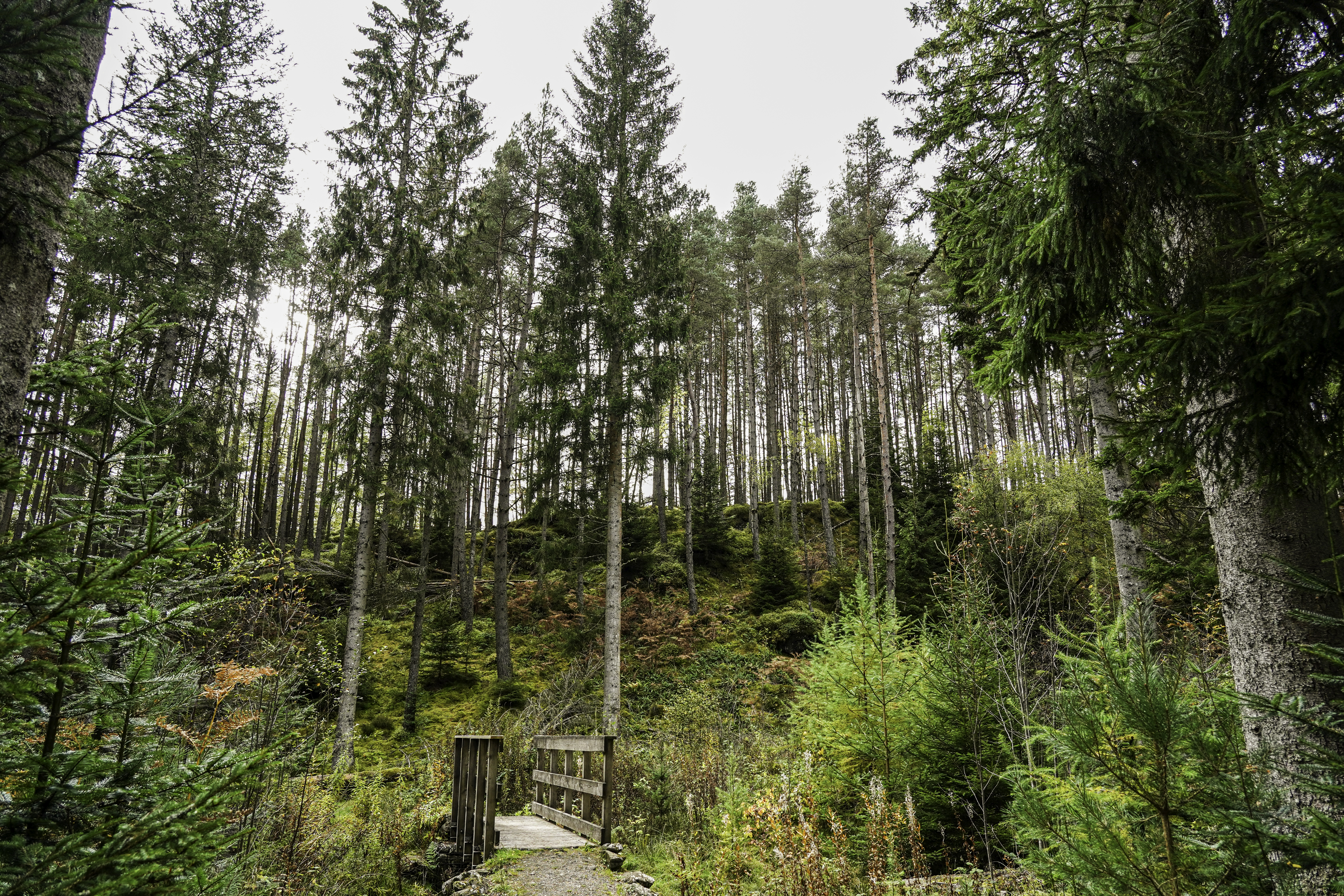 A mixed forest with a hill and a small bridge