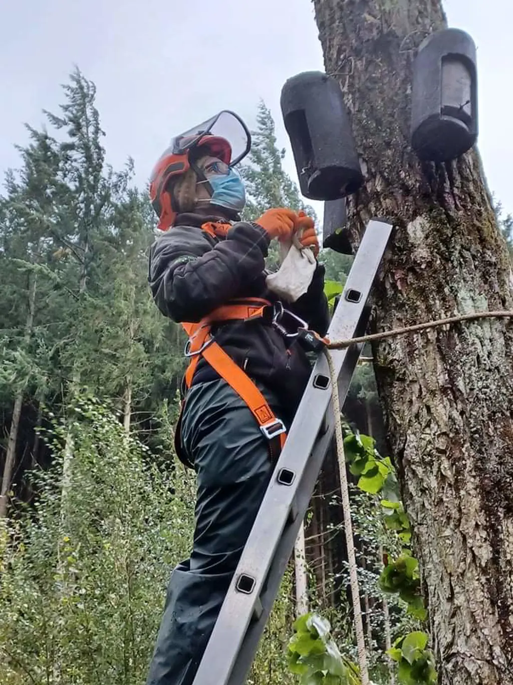 A trained staff member checking a bat box sitting in a tree.
