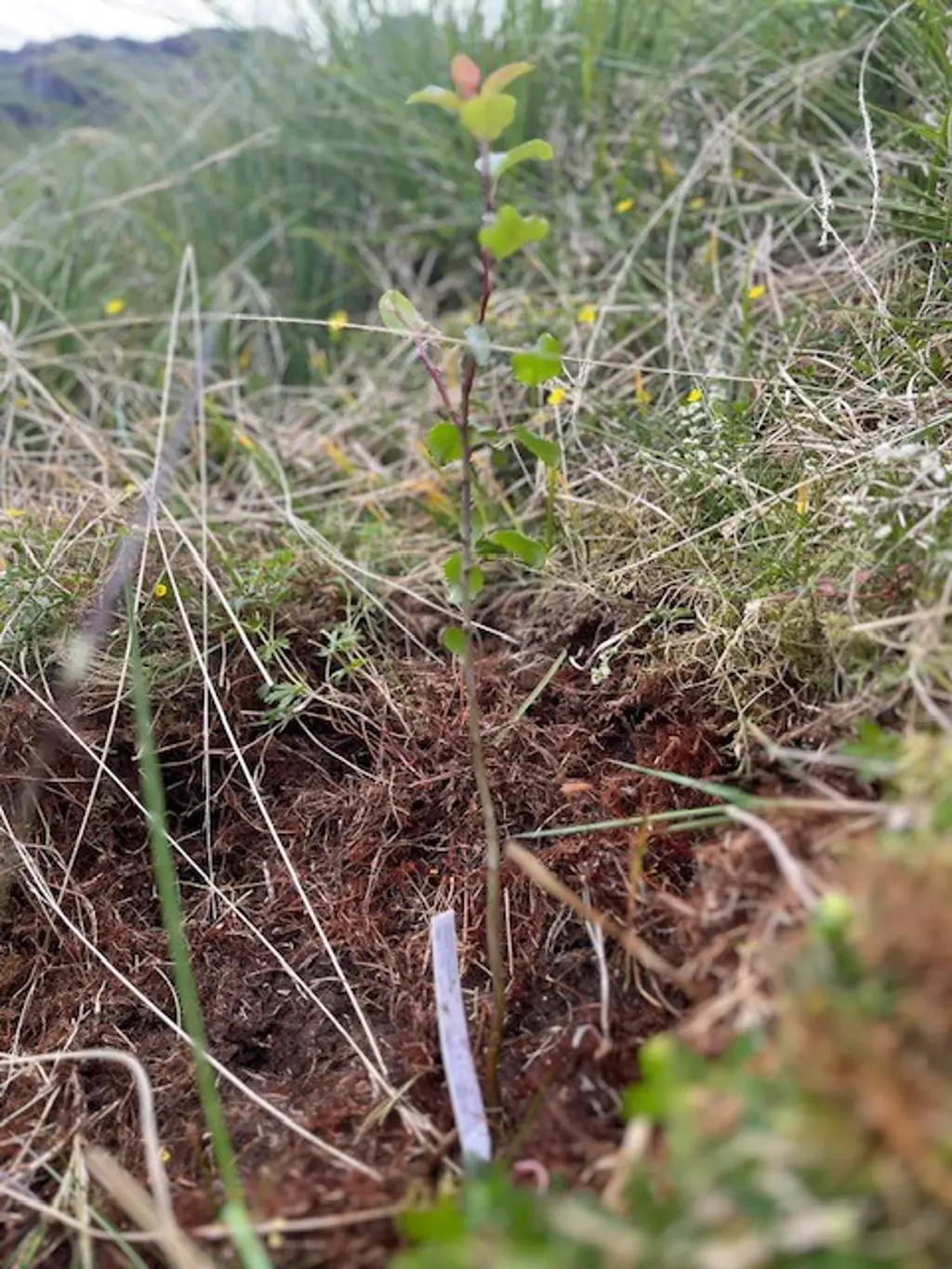 A small apple tree planted in the ground.