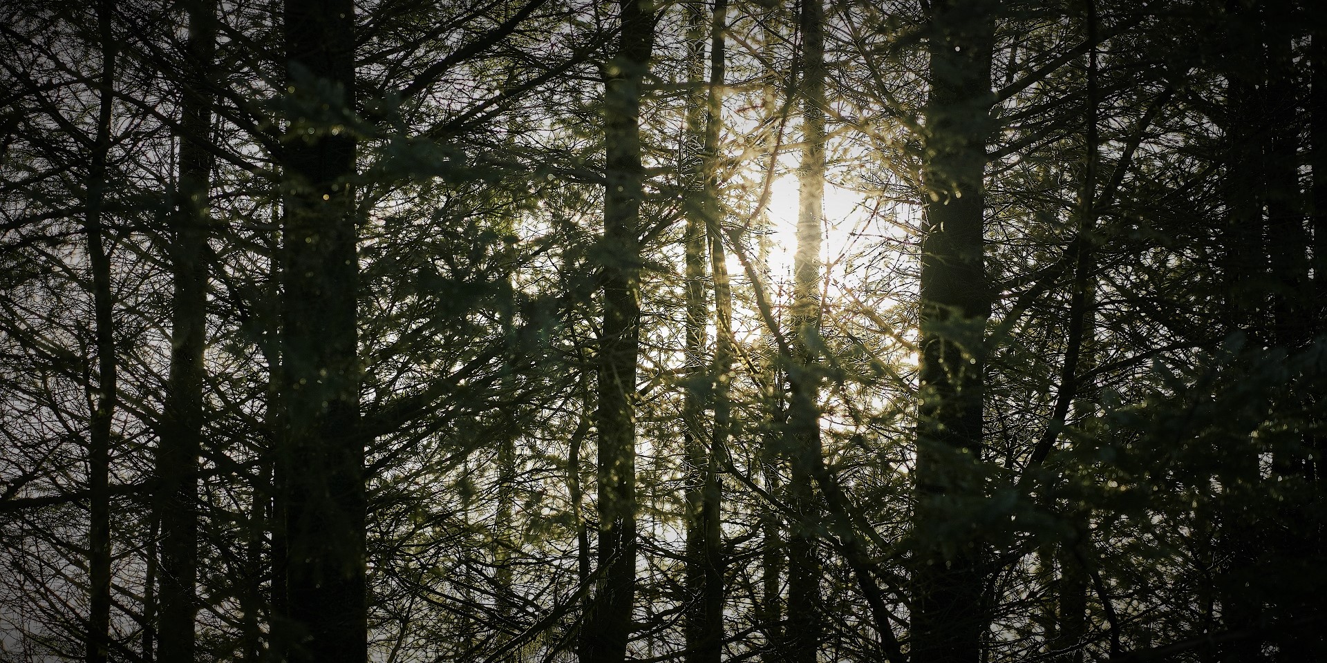 Drooping conifer branch