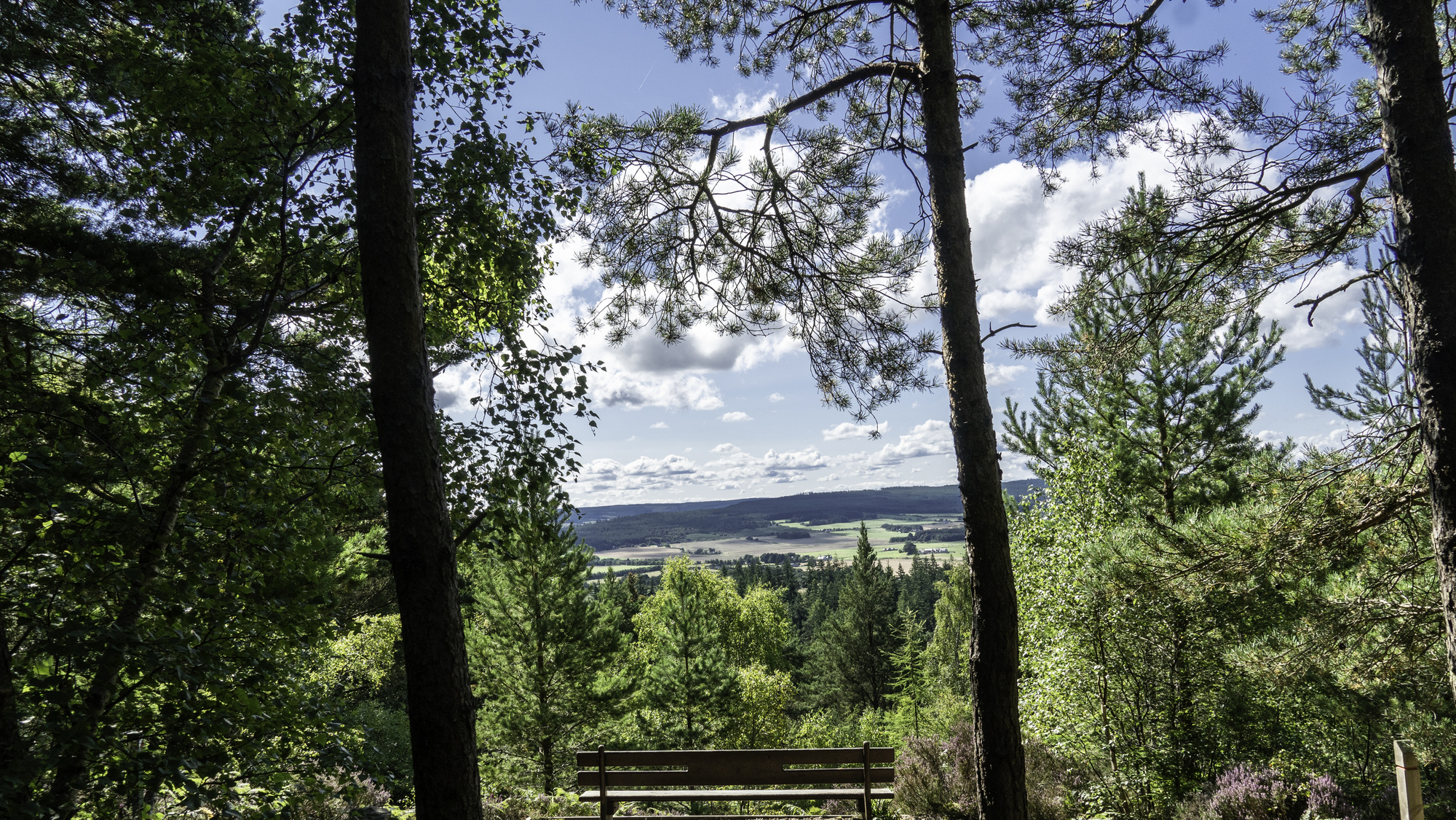 A bench overlooking a view point through trees