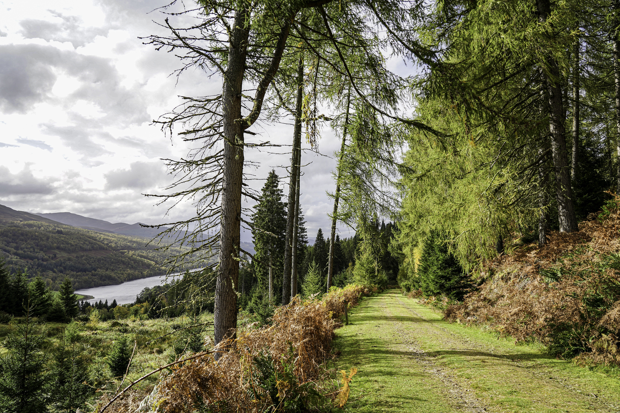  Wide path in a mixed forest overlooking a loch