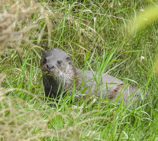 An otter in grass