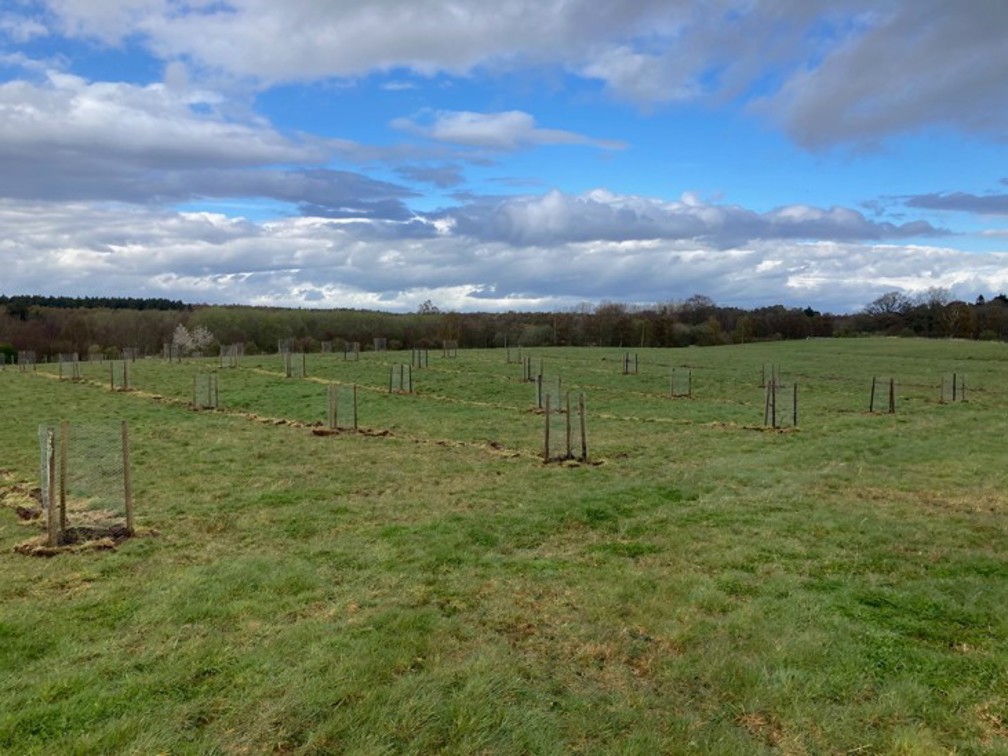 A field of planted apple trees with deer protection around them