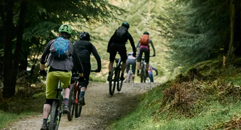 Drooping conifer branch