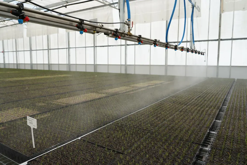 Small trees in trays being sprayed with water.