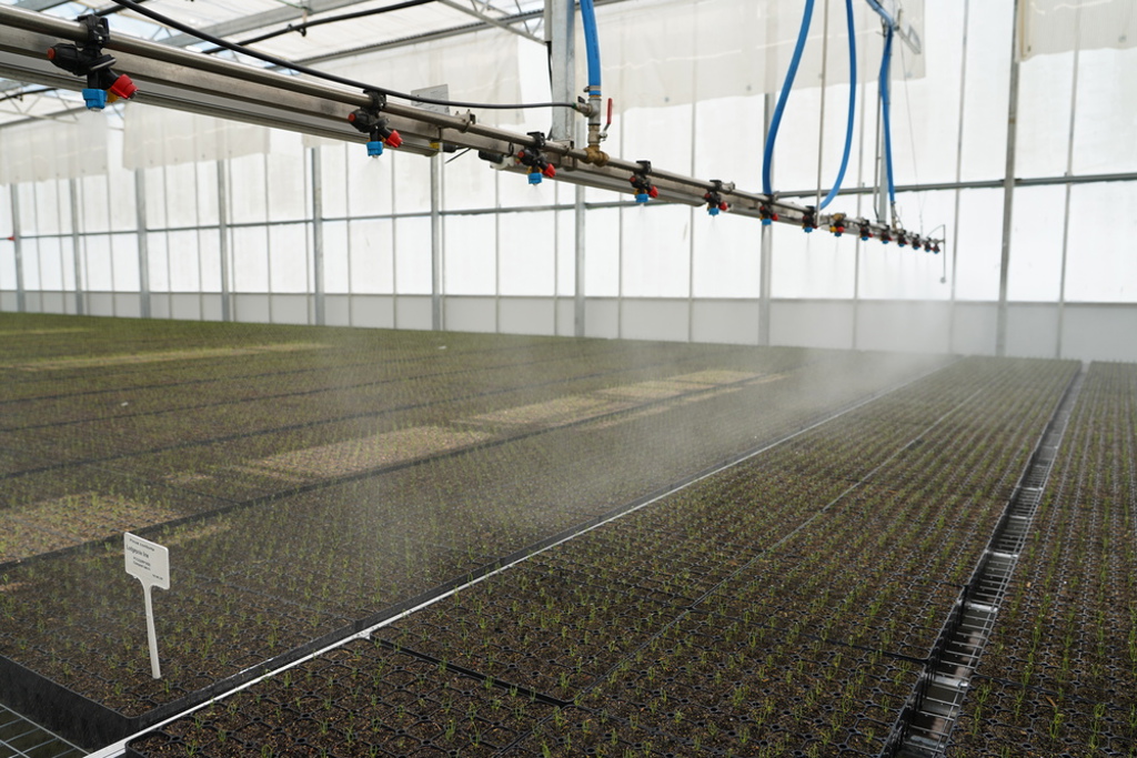 Small trees in trays being sprayed by water