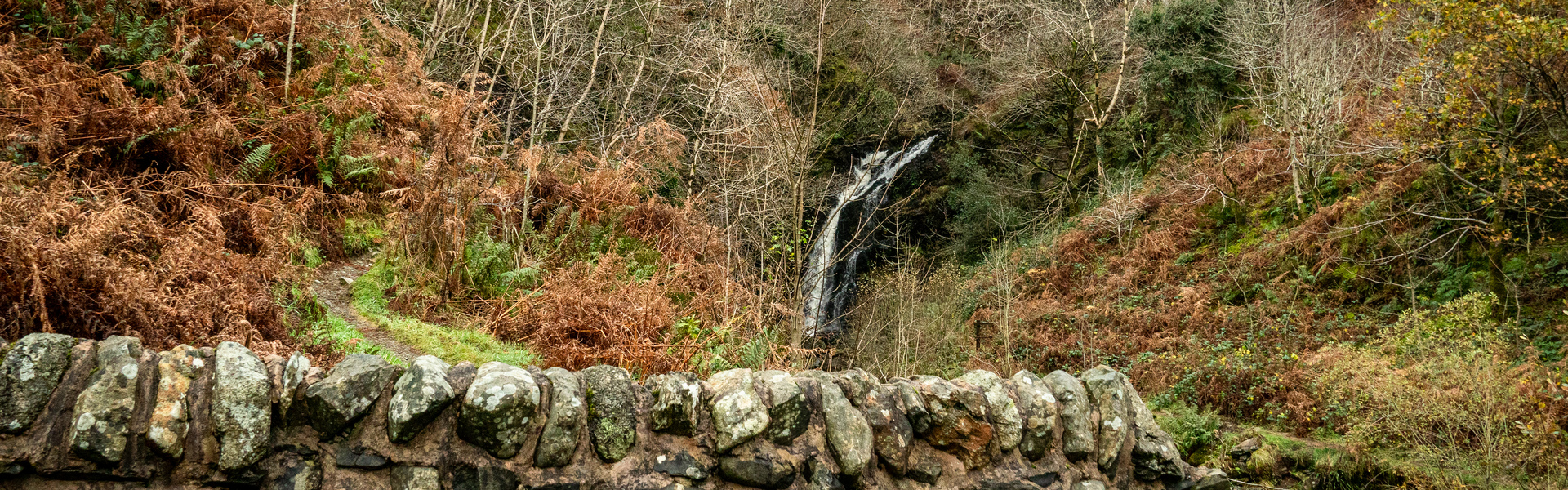Drooping conifer branch
