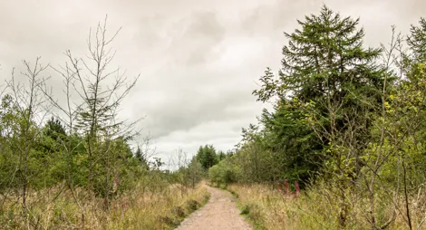 Drooping conifer branch