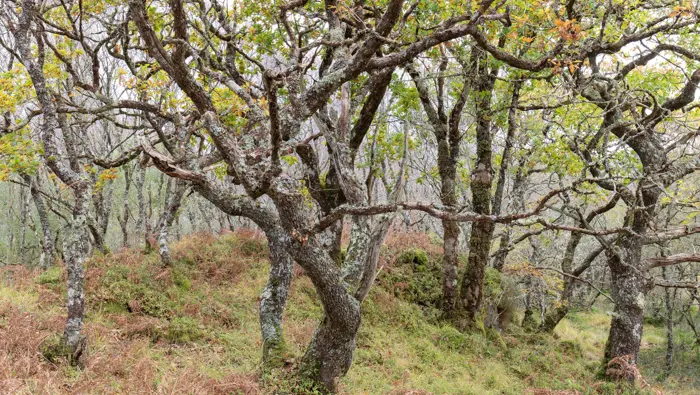 Twisted oak trees in autumn.