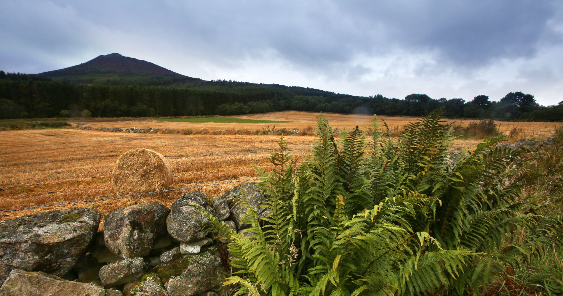 Close up of tree bark