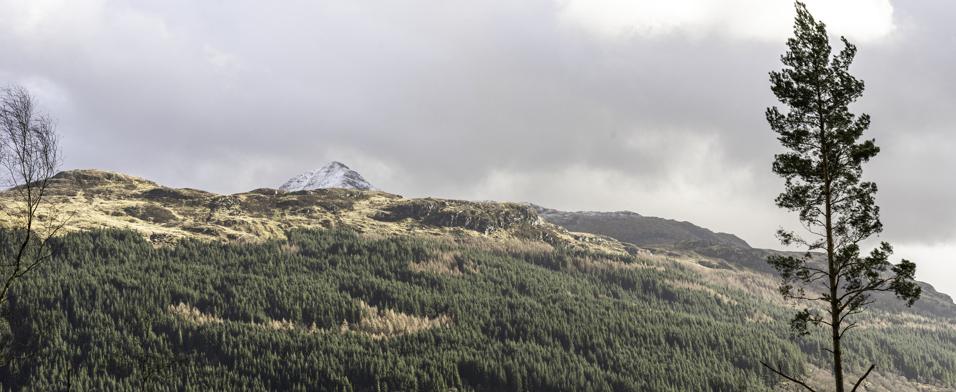 Drooping conifer branch