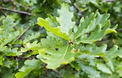 Green oak leaves.