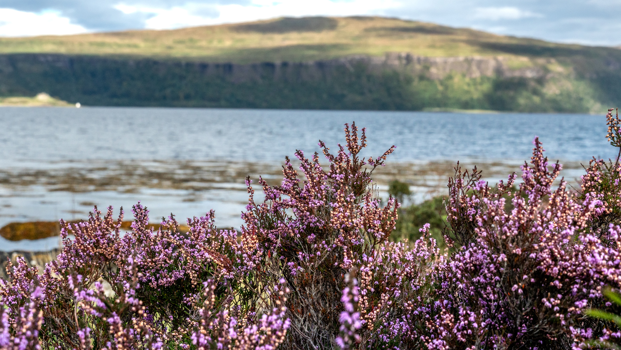  A patch of heather with an island behind