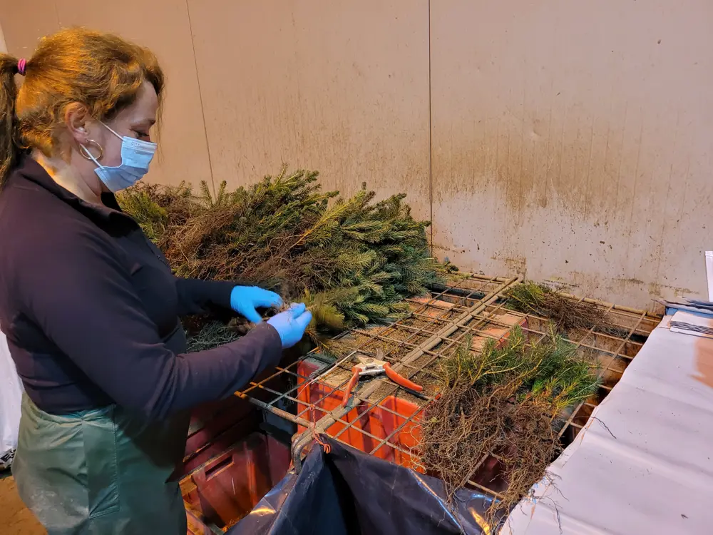 A woman in a mask looking at tree saplings on a table