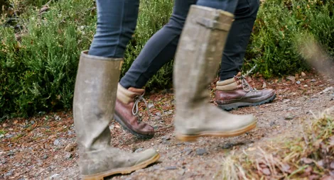 Drooping conifer branch