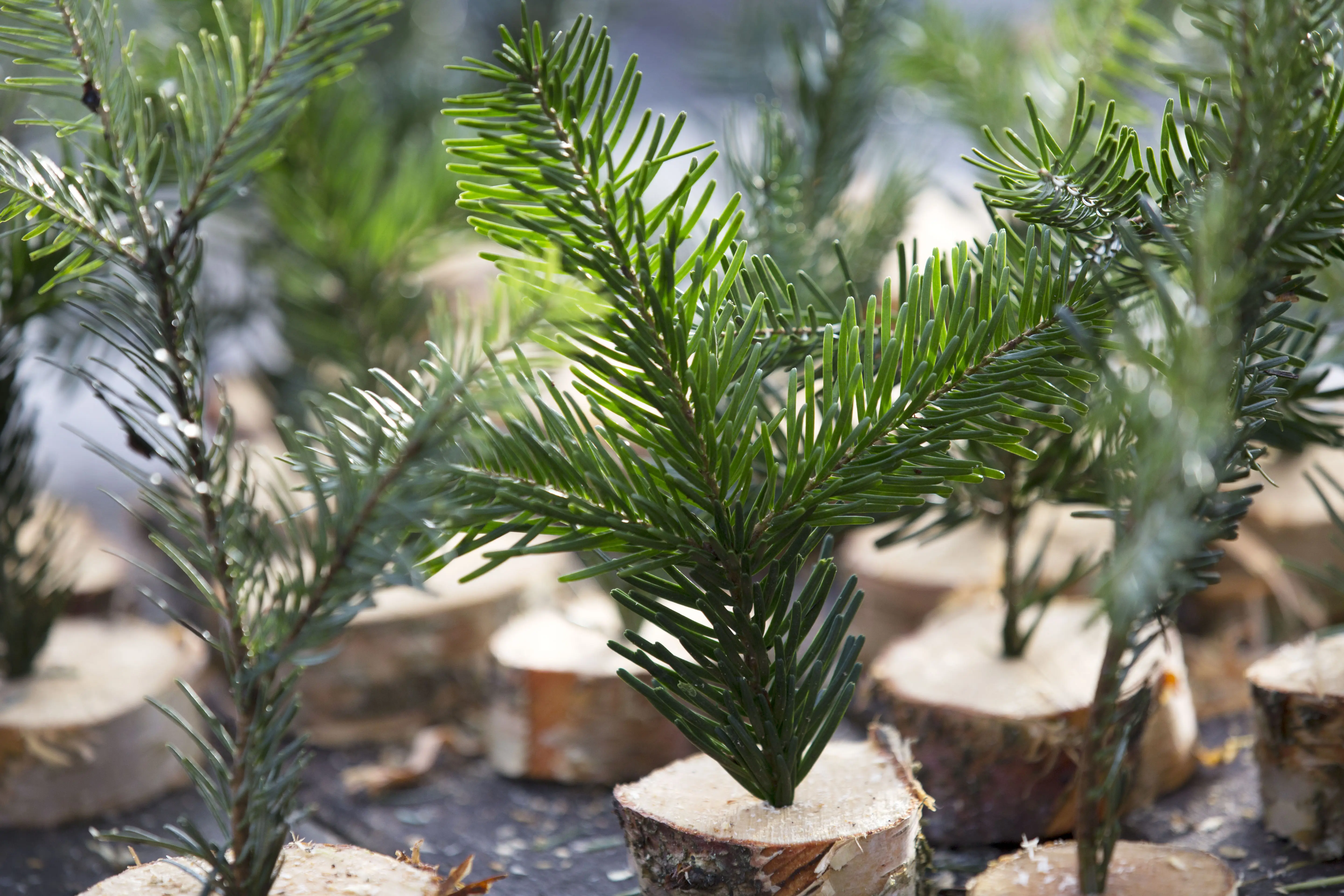 Several small table decorations made from discs of wood with sprigs of conifer sprouting from the centre.