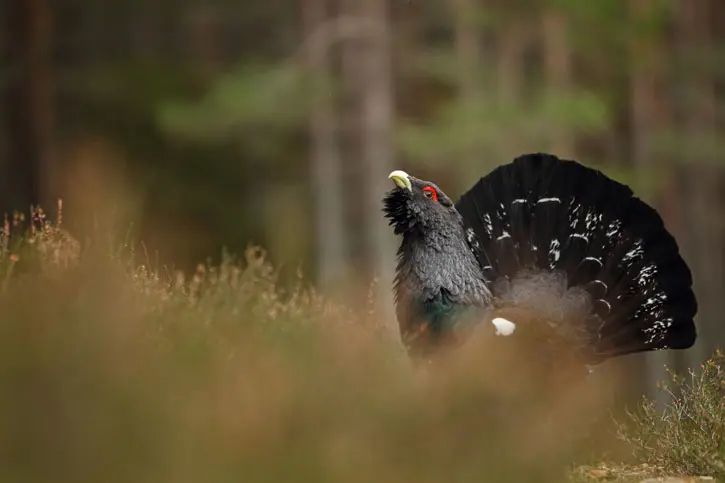 A capercaillie amongst heather
