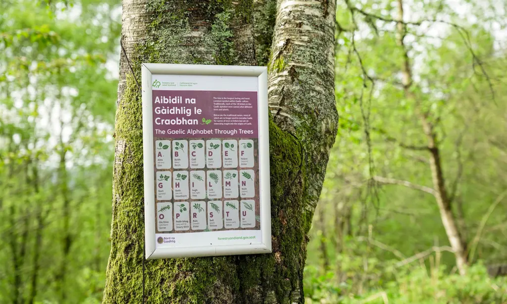 A sign on a tree with the Gaelic alphabet on it.