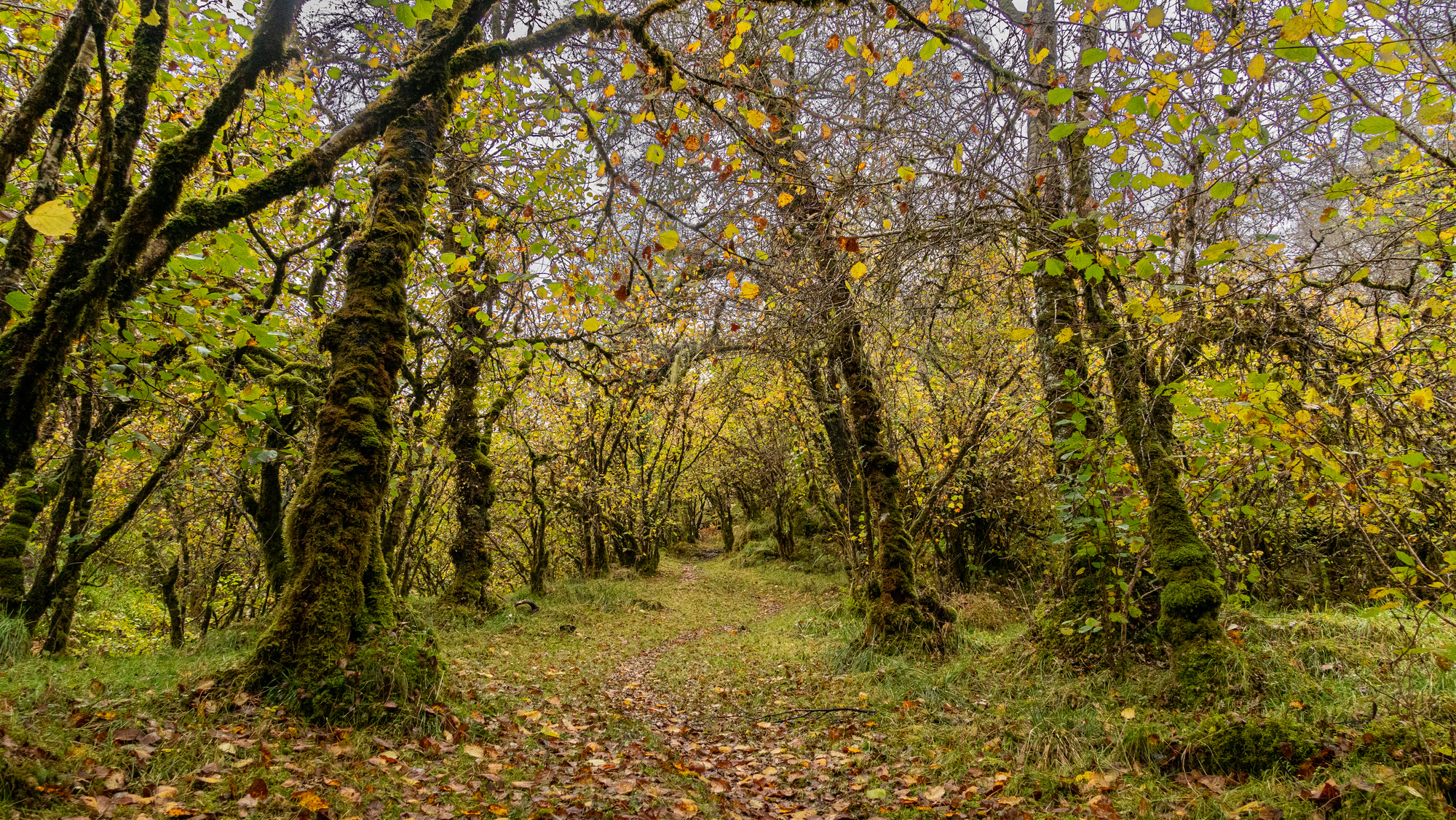 A path through an autumn forest