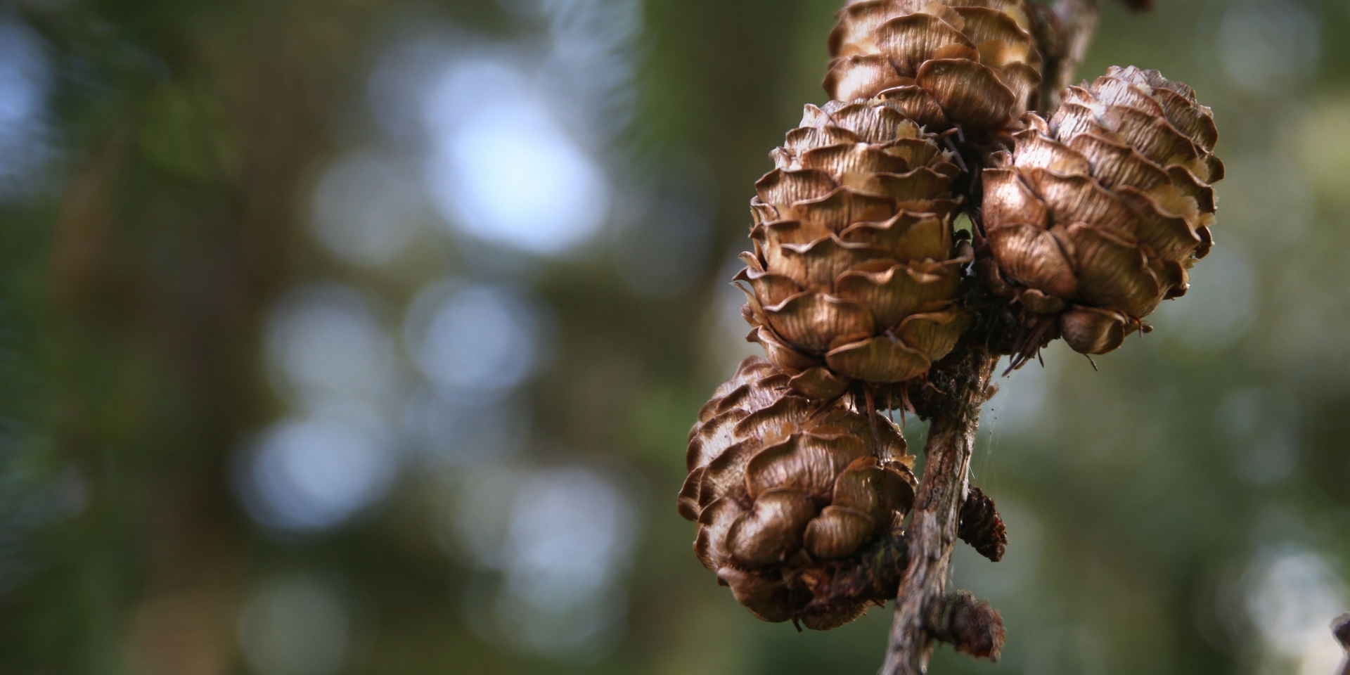 Drooping conifer branch