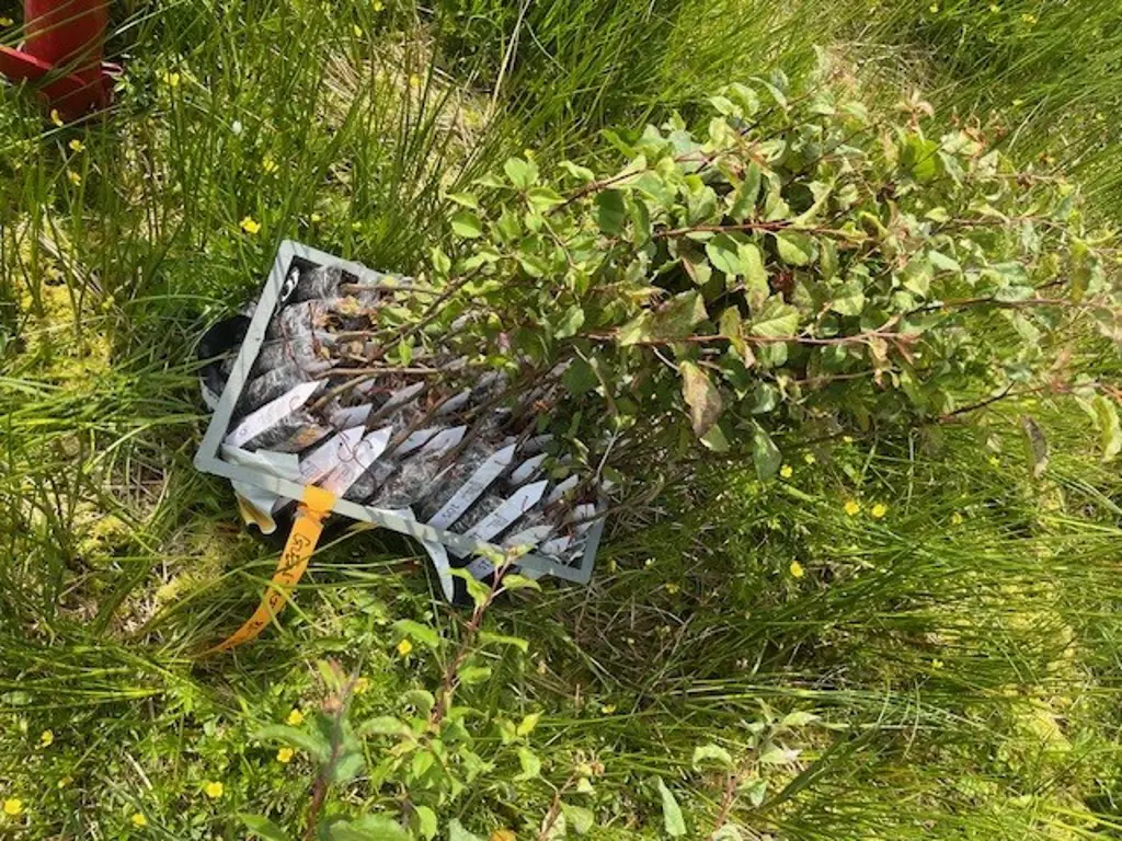 A tray of apple saplings on grass.