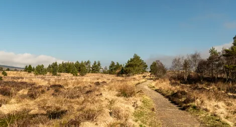 Drooping conifer branch