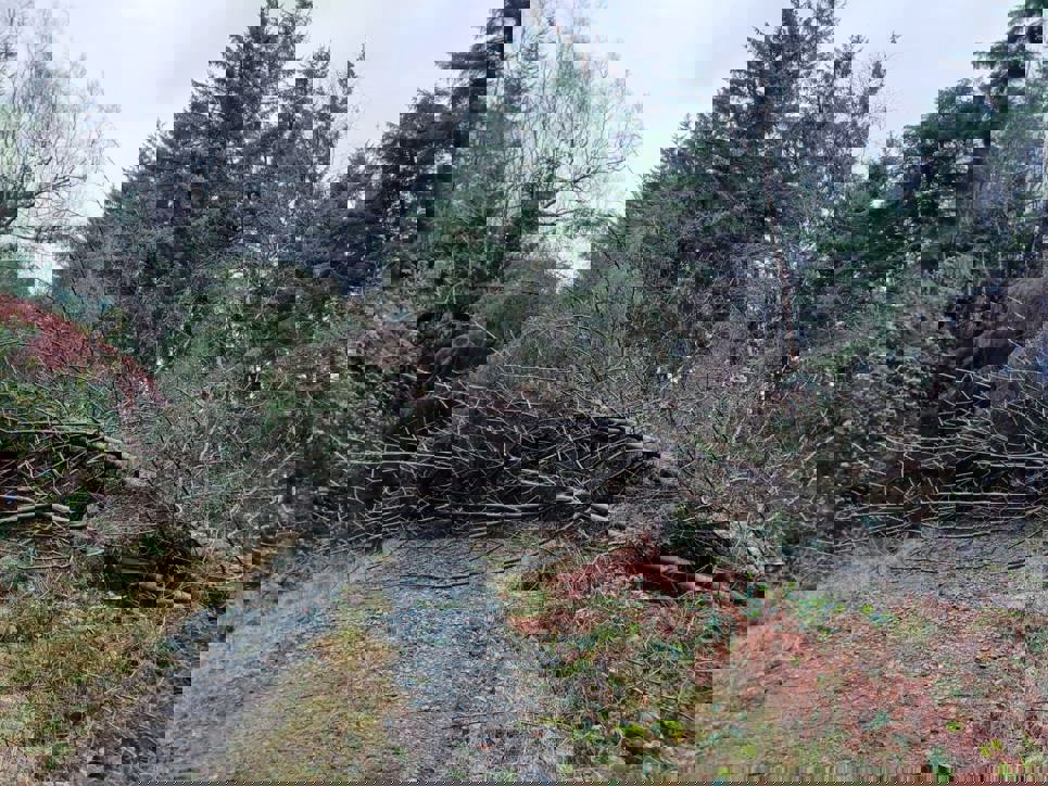 Trees and brash fallen over a walking path in a forest