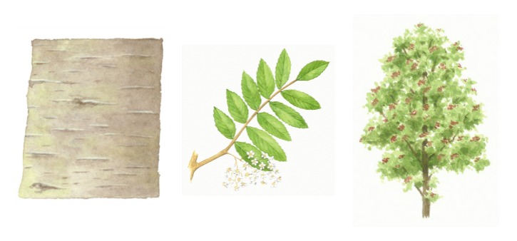 botanical drawings of rowan tree