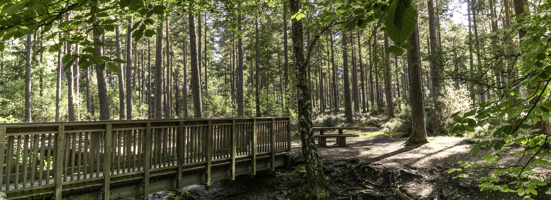 Drooping conifer branch
